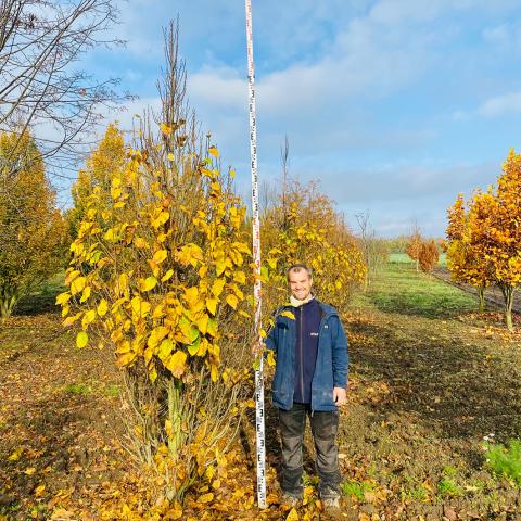 Carpinus betulus 'Monumentalis'